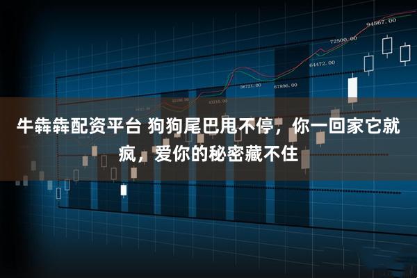 牛犇犇配资平台 狗狗尾巴甩不停，你一回家它就疯，爱你的秘密藏不住