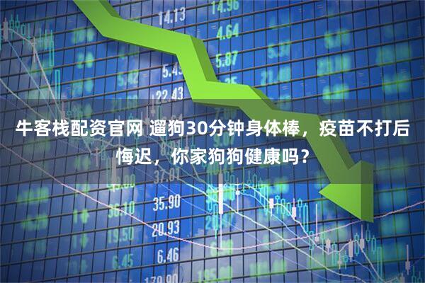 牛客栈配资官网 遛狗30分钟身体棒，疫苗不打后悔迟，你家狗狗健康吗？